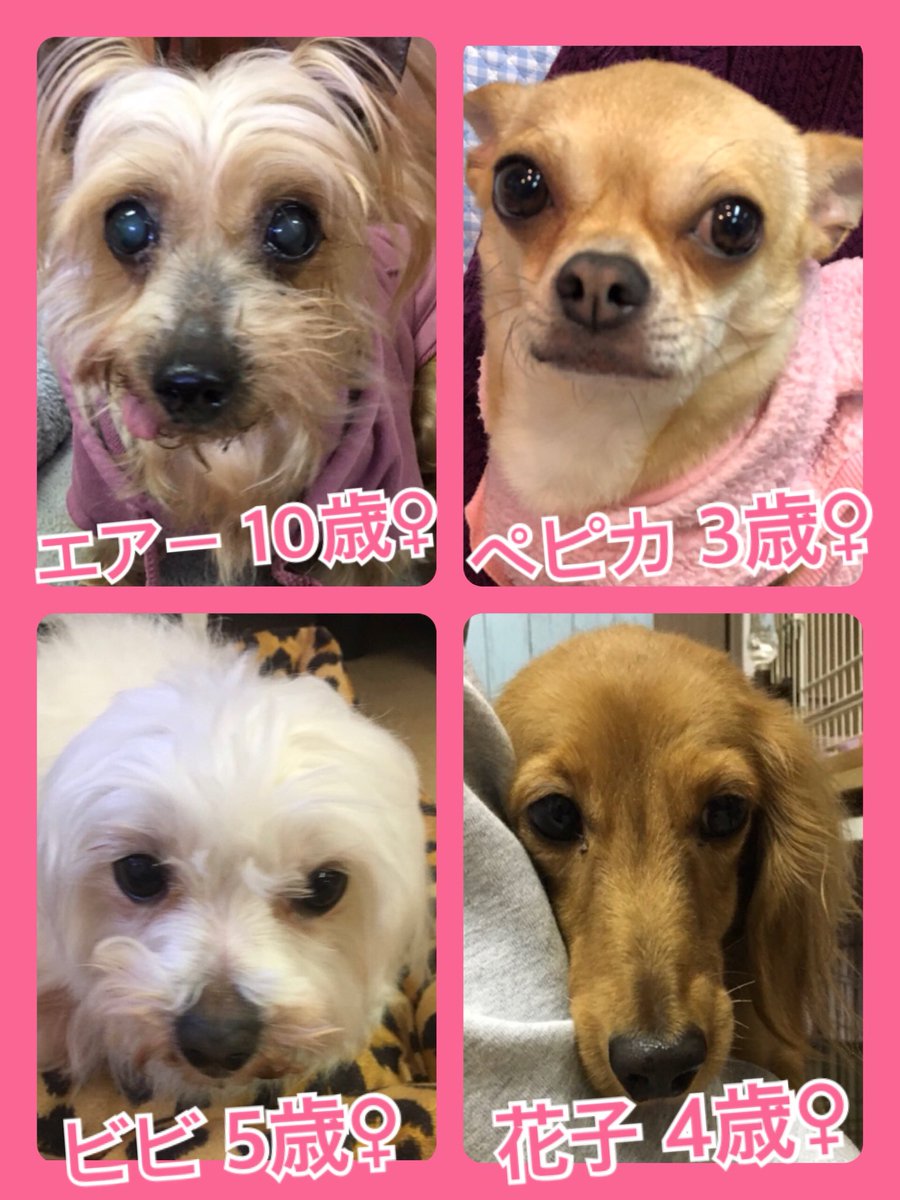 🐾今日の里親様募集中ワンコ🐶メンバーです🐾2020,4,2